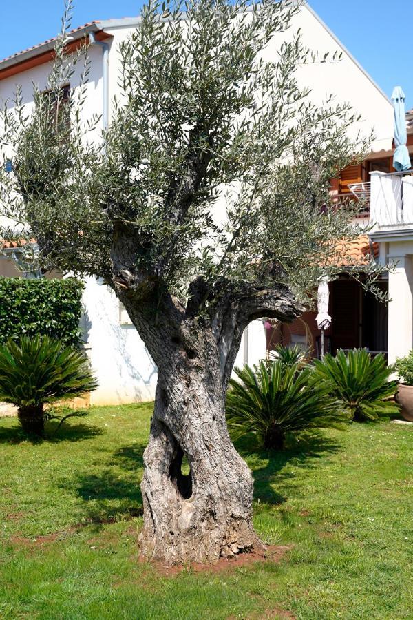 Apartments Palm View Ρόβινι Εξωτερικό φωτογραφία